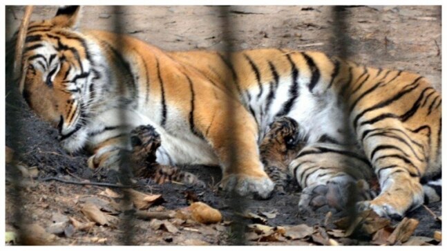 Assam zoo welcomes 2 Royal Bengal tiger cubs. Himanta Biswa Sarma tweets adorable pics