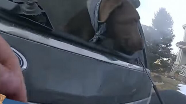 Internet applauds cop who rescued dog from burning car. Watch nail-biting video