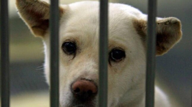 Over 1,000 activists urge govt for stronger action on animal welfare - Vimarsana News