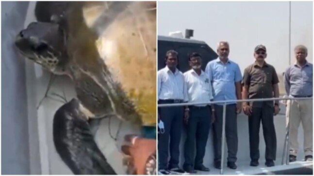 Chennai Customs team rescues Olive Ridley turtle entangled in fishing net. Thank you, says Internet