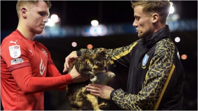 Missing cat reunites with owners as it invades football pitch in viral video from England. Watch