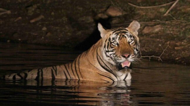 Why a missing male tiger has Sariska reserve officials worried - Vimarsana News