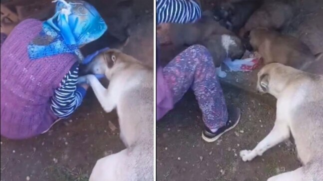 Mother dog thanks kind woman for feeding her puppies. Heartwarming video is viral