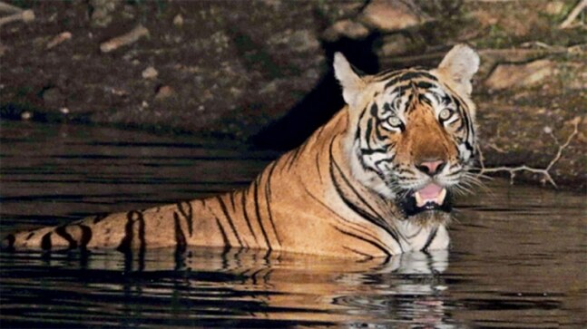 Rajasthan: A tiger in every fort? - Vimarsana News