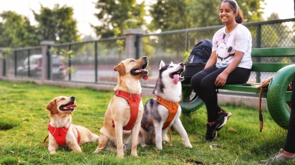 Noida: Dog park dedicated to stretching, walking pets set to open by May - India Today
