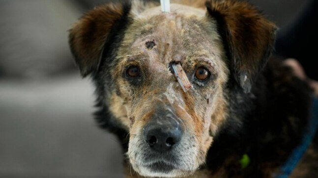 The dogs of war: Ukrainian pets caught in the chaos of Russian violence | Photo Diary - Vimarsana News