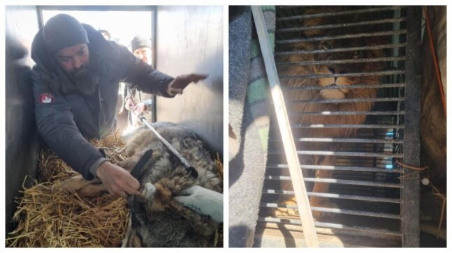 British man risks his life to rescue a lion and a wolf from Ukraine. Here's how