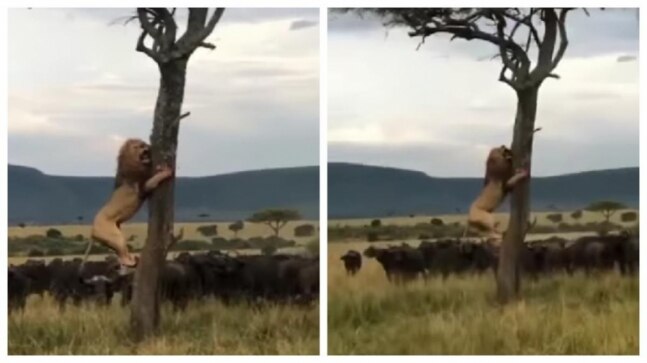 Lion tries to escape herd of buffaloes by clinging to a tree. Video goes viral