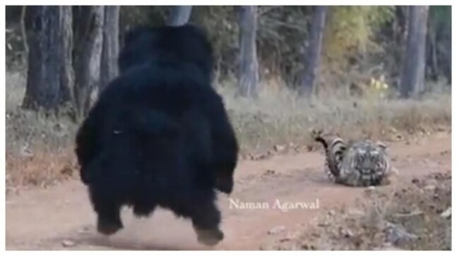Tiger comes face to face with huge bear in viral video from tiger reserve in Maharashtra. Internet reacts