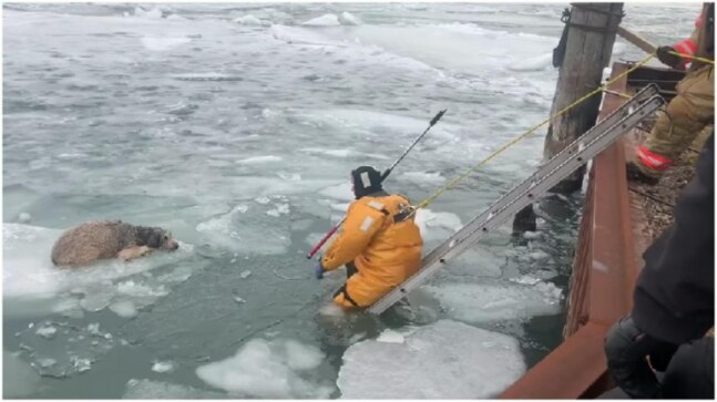 Cops rescue dog afloat on an ice chunk in frozen Detroit river. Viral video