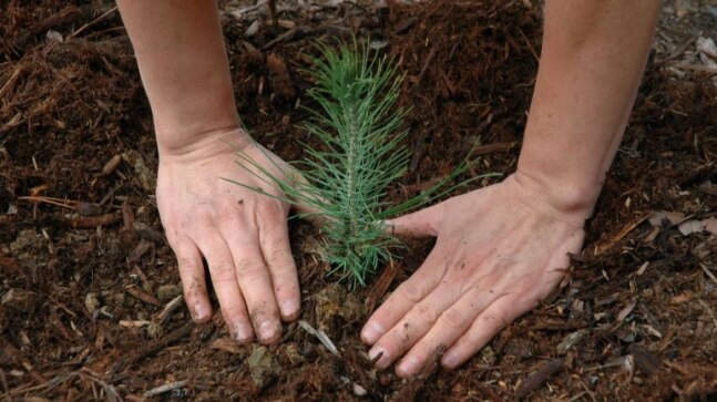 Lucknow civic body starts plantation drive, targets to plant 36 lakh saplings - Vimarsana News