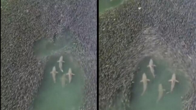 Harsh Goenka shares old video of sharks swimming through a school of fish. It's breathtaking