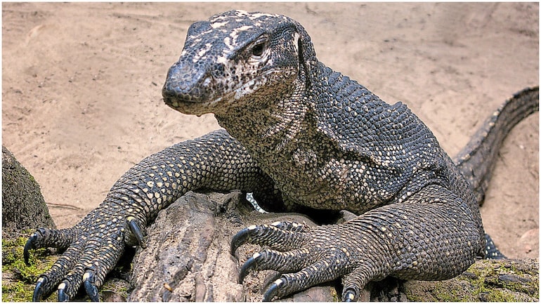 BSH NEWS BSH NEWS monitor lizard rape