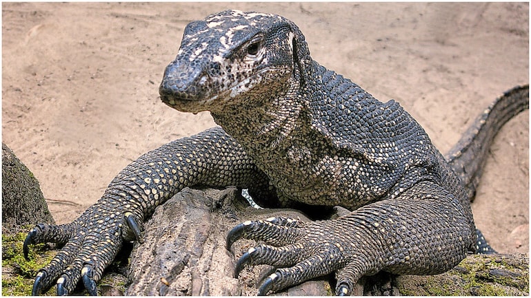 Bengal monitor lizard raped in Maharashtra, 4 arrested - India News