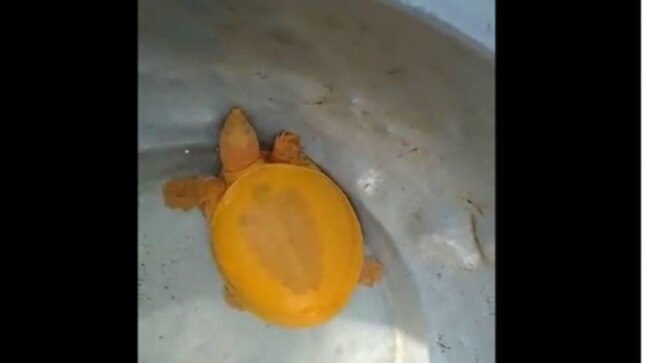 Rare yellow turtle rescued in Odisha's Balasore - Vimarsana News