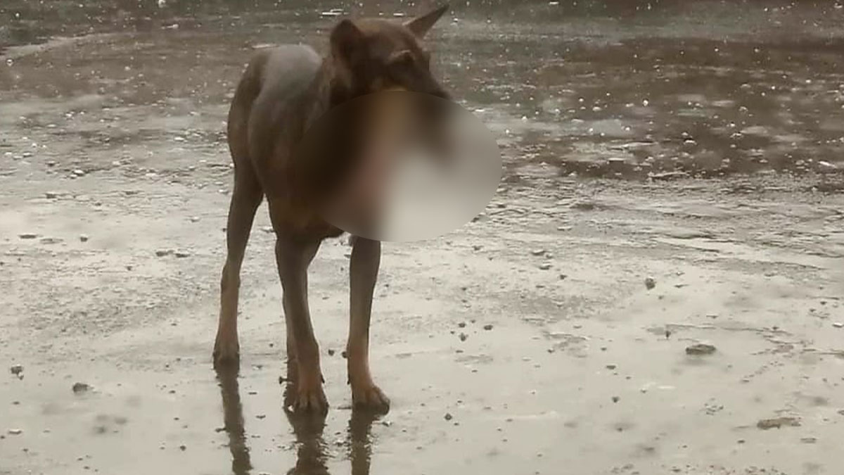West Bengal: Dog found chewing severed hand of man at Siliguri hospital West Bengal: Dog found chewing severed hand of man at Siliguri hospital