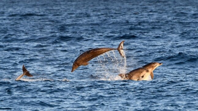 Marine world to face mass extinction: Scientists warn about impending climate event - Vimarsana News