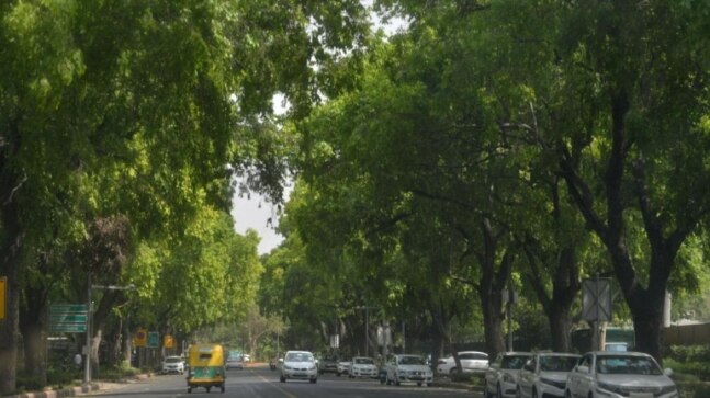 Delhi HC stays felling of trees till next hearing to mitigate ecological degradation