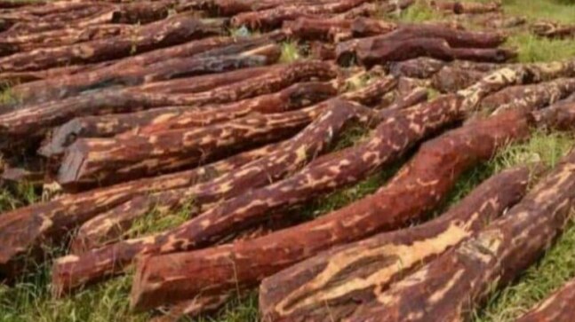 Andhra Pradesh: Kadapa Police arrests 6, seize 100 red sanders logs worth Rs 2 crore