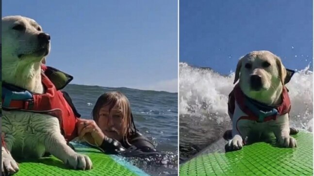 Viral video of a pet dog surfing alone on paddle board has 18 million views. Watch