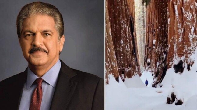 Anand Mahindra shares a million-dollar life lesson with a video of Giant Sequoia trees on Twitter. Viral