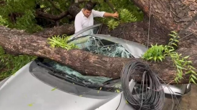 Watch: Tree uprooted by gusty wind wrecks BJP MP's car as rain lashes Delhi