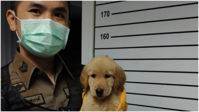 Bangkok Police charges puppy for ‘getting lost’. Netizens can’t stop gushing over the furry baby