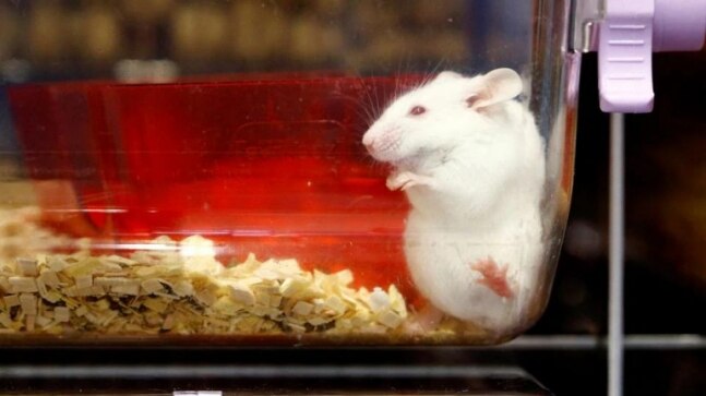 Centre takes steps to reduce animal testing for pesticides - Vimarsana News