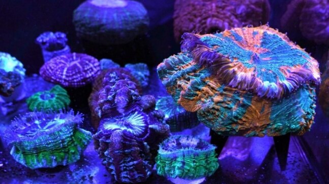 Coral City Camera captures glorious world of reef ecosystems under global warming threat - Vimarsana News