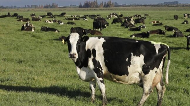 New Zealand on verge of wiping out painful cattle disease - Vimarsana News
