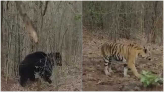 Angry bear chases tiger in Maharashtra forest. Viral video shows what happened next