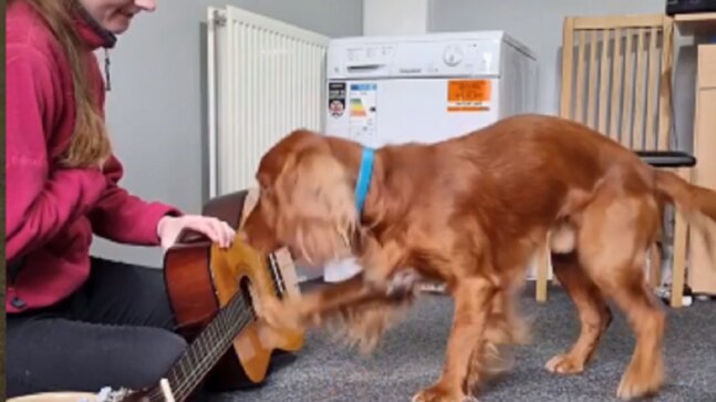 Cute doggo gets a guitar as a gift from hooman. He tries to play it in viral video