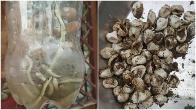 60 snakes rescued from home in UP's Muzaffarnagar, released into forest