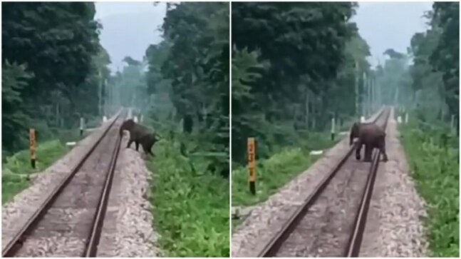 Drivers stop train as elephant crosses tracks in North Bengal. Watch video