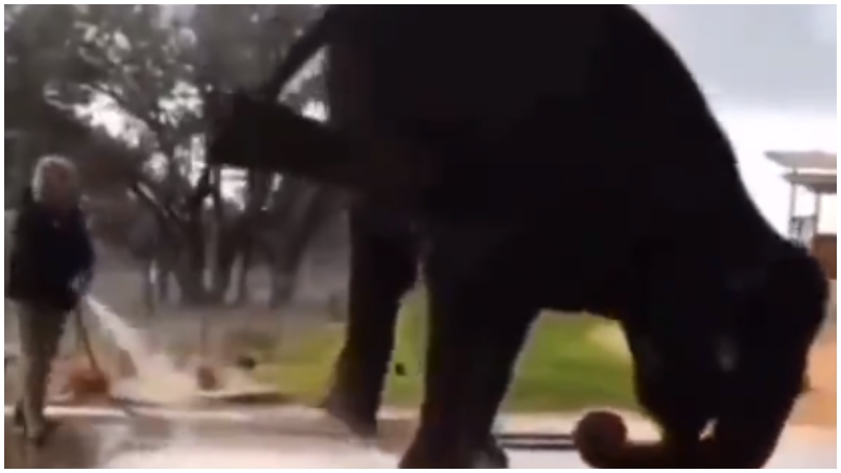 Viral video of an elephant doing a headstand leaves Internet angry. Here's why