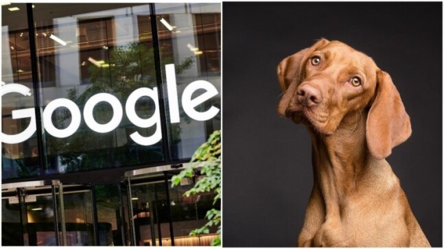 What would your dog search for if it could use Google? Replies on post are hilarious - Vimarsana News