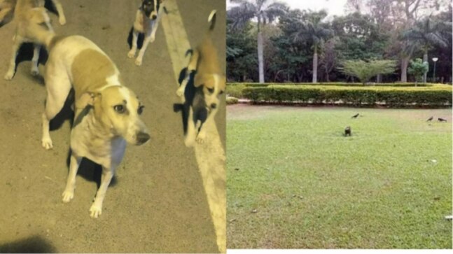 Bengaluru animal lovers oppose pet ban inside Cubbon park - Vimarsana News