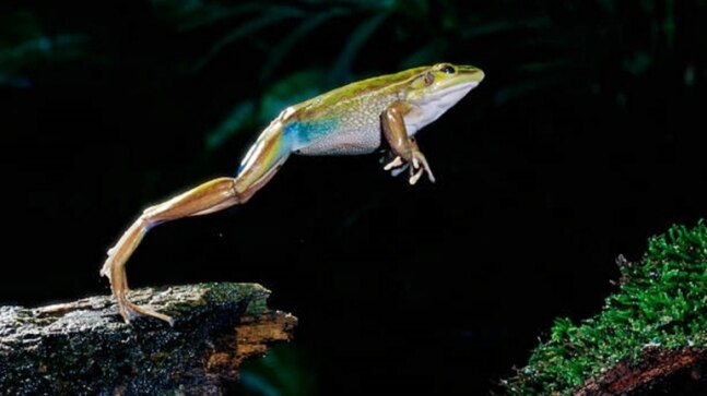 A prehistoric tragedy? 8000 ancient frog bones discovered in a ditch - Vimarsana News