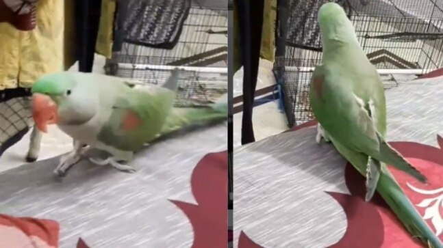 Pet parrot Piku wants hooman to spoil him with kisses. Viral video has Internet's heart