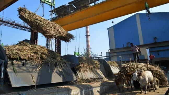 Maharashtra's bitter sugarcane season - India Today Insight News - Vimarsana News