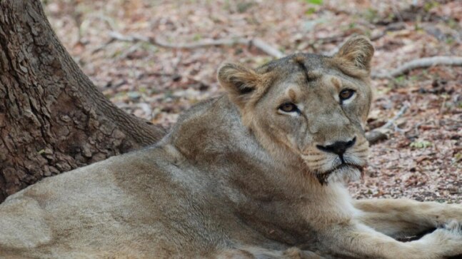 the lioness the lioness