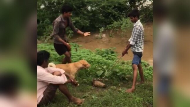 Dog tied to rock, thrown into floodwater in Maharashtra’s Chandrapur | Video