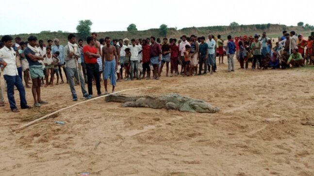 10-year-old boy swallowed by giant crocodile while bathing in MP's Chambal river | Video