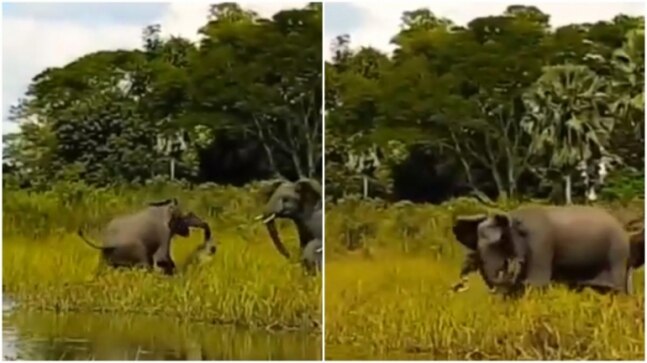Baby elephant gets attacked by crocodile in a swamp. Viral video shows what happened next