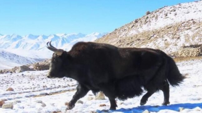 New breed of Yaks to be introduced in villages along LAC in Ladakh