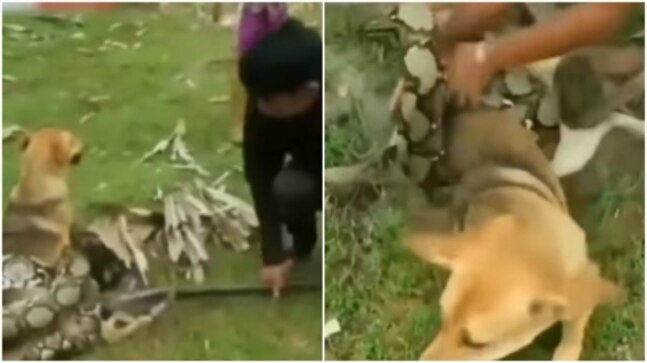 3 boys fight off python to save their pet dog in viral video. Watch