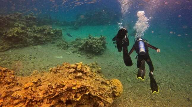 Scientists seek to develop hybrid coral reef off of Miami - Vimarsana News