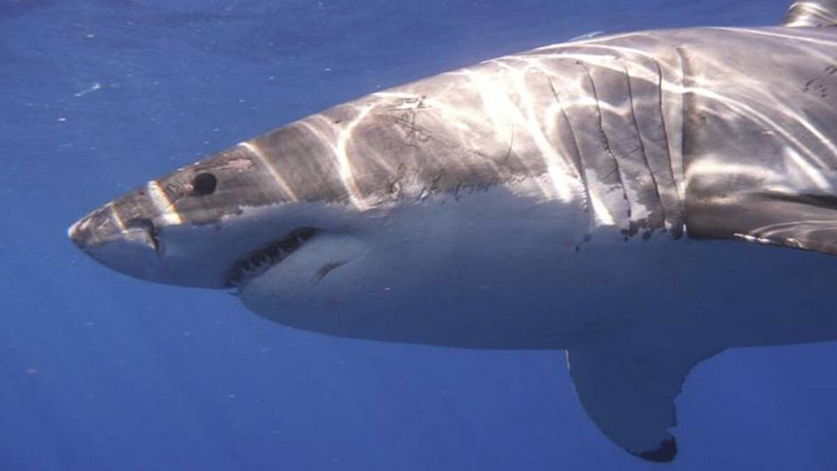 China probes vlogger who ate great white shark - India Today