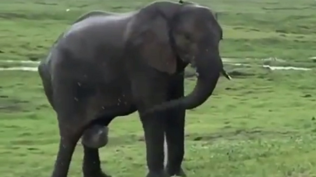 Viral video from Masai Mara shows baby elephant giving birth. Watch - India Today