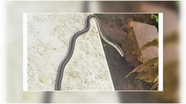 IPS officer shares pics of snake sneaking into gym. Don't miss the caption